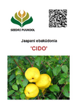 Jaapani ebaküdoonia Chaenomeles japonica  ’Cido’