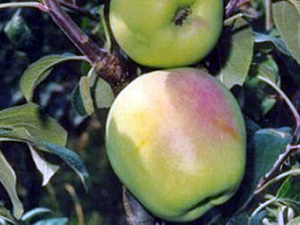 Õunapuu Malus domestica 'Silva'