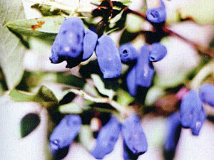 Sinikuslapuu  Lonicera edulis 'Tomitška'