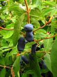 Sinikuslapuu  Lonicera edulis 'Tomitška'