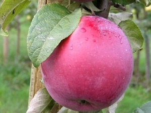 Õunapuu Malus domestica 'Roberts'