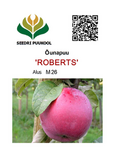 Õunapuu Malus domestica 'Roberts'
