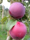 Õunapuu Malus domestica 'Roberts'