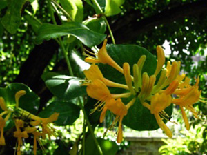Tellmanni kuslapuu Lonicera x tellmanniana