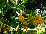 Tellmanni kuslapuu Lonicera x tellmanniana