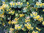 Tellmanni kuslapuu Lonicera x tellmanniana