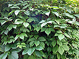 Harilik metsviinapuu Parthenocissus quinquefolia