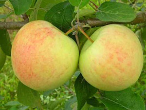 Õunapuu Malus domestica 'Suislepp'