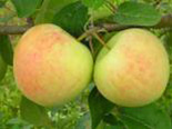 Õunapuu Malus domestica 'Suislepp'