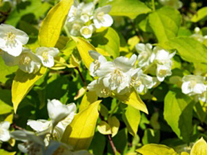 Harilik ebajasmiin Philadelphus coronarius 'Aureus'