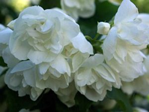 Neitsilik ebajasmiin Philadelphus virginalis ‚Minnesota Snowflake’