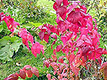 Jaapani enelas Spiraea japonica ‚Macrophylla’