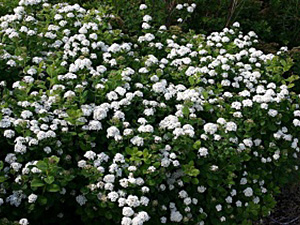 Kaselehine enelas Spiraea betulifolia ‚Thor’