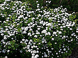 Kaselehine enelas Spiraea betulifolia ‚Thor’