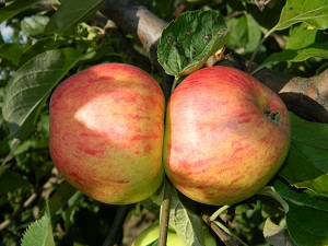 Õunapuu Malus domestica 'Tallinna Pirnõun'