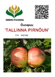 Õunapuu Malus domestica 'Tallinna Pirnõun'
