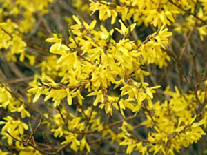 Värdforsüütia - Forsythia x intermedia ‚Freja’