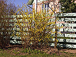 Värdforsüütia - Forsythia x intermedia ‚Freja’