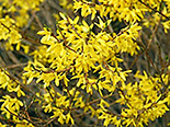 Värdforsüütia - Forsythia x intermedia ‚Freja’