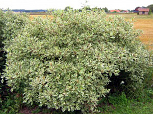 Siberi kontpuu Cornus alba ‚Argenteomarginata’