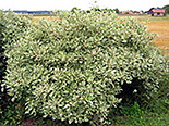 Siberi kontpuu Cornus alba ‚Argenteomarginata’