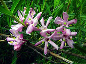 Alberti kuslapuu Lonicera albertii