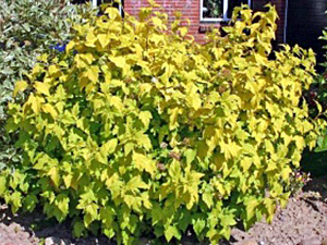 Lodjap-põisenelas Physocarpus opulifolius  ‚Dart’s Gold’