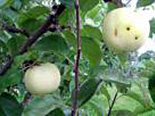 Õunapuu Malus domestica 'Valge Klaarõun'
