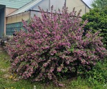 Varajane veigela Weigela praecox 'Lemoine Bailey'