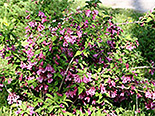 Varajane veigela Weigela praecox Lemoine Bailey