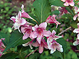 Varajane veigela Weigela praecox Lemoine Bailey