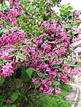 Varajane veigela Weigela praecox Lemoine Bailey