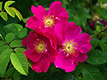 Pargiroos Rosa sp ‚Francofurtuna’