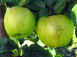 Õunapuu Malus domestica ‚Antonovka’