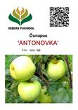 Õunapuu Malus domestica ‚Antonovka’