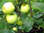 Õunapuu Malus domestica ‚Antonovka’