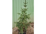 Serbia kuusk Picea omorica