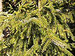 Serbia kuusk Picea omorica