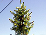 Serbia kuusk Picea omorica