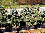 Torkav kuusk Picea pungens