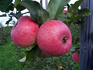 Õunpuu Malus domestica 'Auksis'