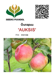 Õunpuu Malus domestica 'Auksis'