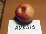 Õunpuu Malus domestica 'Auksis'