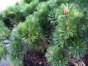 Lookjas mägimänd Pinus mugo var mughus