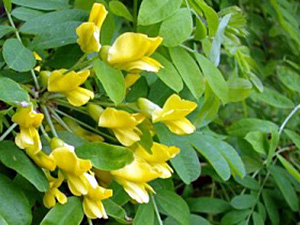 Suur läätspuu Caragana arborescens ,Pendula’ 
