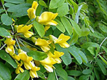 Suur läätspuu Caragana arborescens ,Pendula’ 