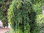 Suur läätspuu Caragana arborescens ,Pendula’ 