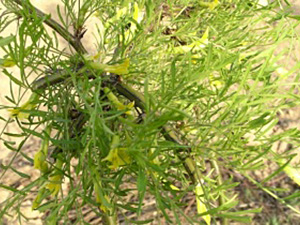 Suur läätspuu Caragana arborescens ,Walker’