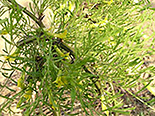 Suur läätspuu Caragana arborescens ,Walker’