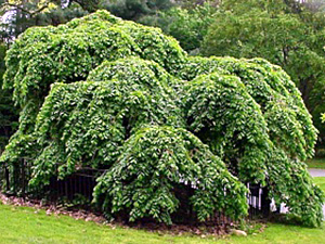 Harilik jalakas Ulmus glabra ,Camperdown’